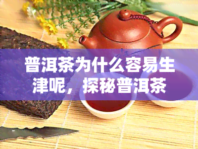 普洱茶为什么容易生津呢，探秘普洱茶的生津之谜：为何它能让人感到清润爽？