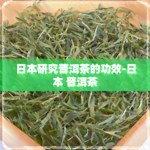 研究普洱茶的功效- 普洱茶