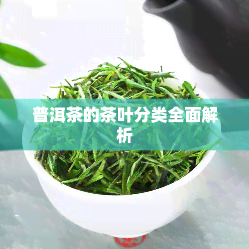 普洱茶的茶叶分类全面解析