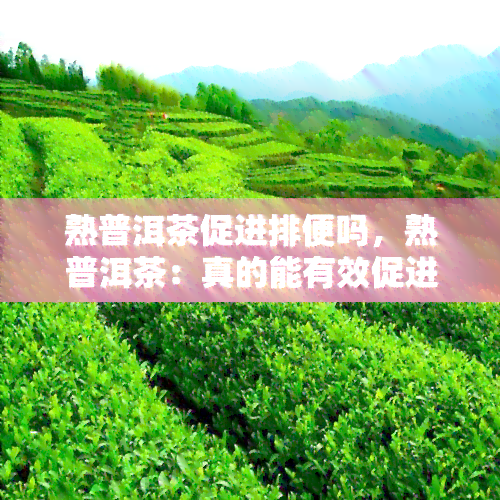 熟普洱茶促进排便吗，熟普洱茶：真的能有效促进排便吗？