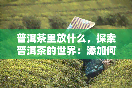 普洱茶里放什么，探索普洱茶的世界：添加何种配料能提升口感与营养价值？