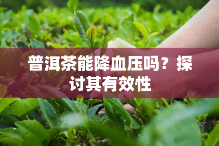 普洱茶能降血压吗？探讨其有效性