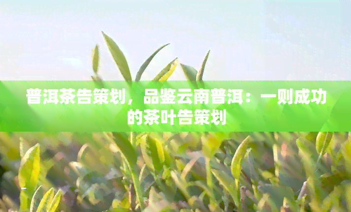 普洱茶告策划，品鉴云南普洱：一则成功的茶叶告策划