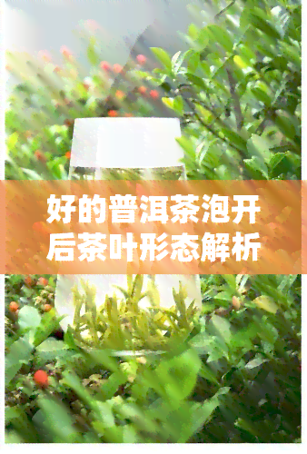 好的普洱茶泡开后茶叶形态解析：完整过程与特点