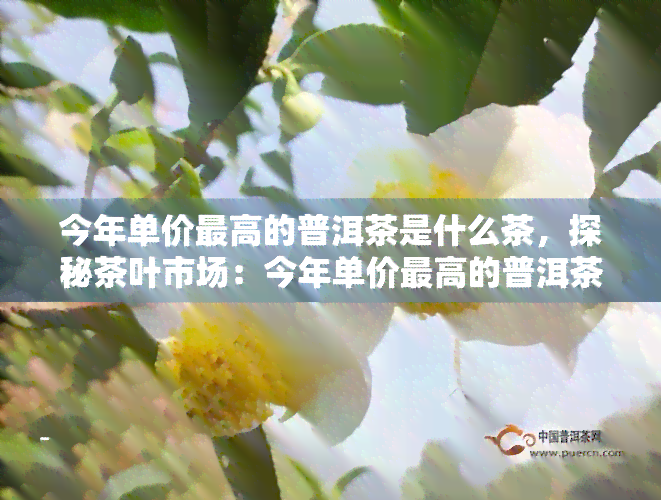 今年单价更高的普洱茶是什么茶，探秘茶叶市场：今年单价更高的普洱茶是哪一款？