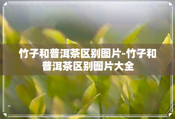 竹子和普洱茶区别图片-竹子和普洱茶区别图片大全