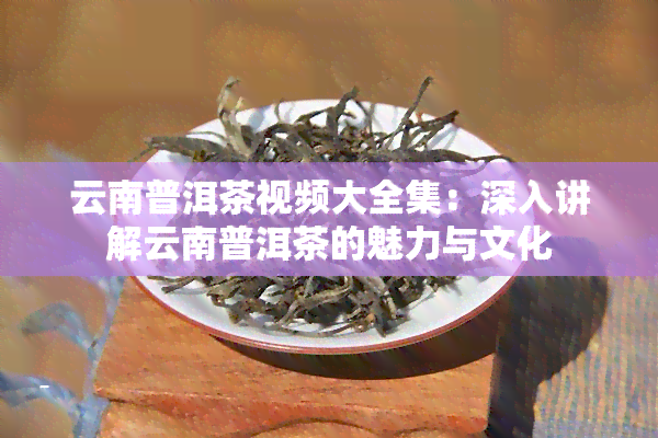 云南普洱茶视频大全集：深入讲解云南普洱茶的魅力与文化