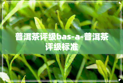 普洱茶评级bas-a-普洱茶评级标准