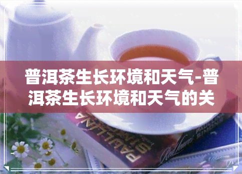 普洱茶生长环境和天气-普洱茶生长环境和天气的关系