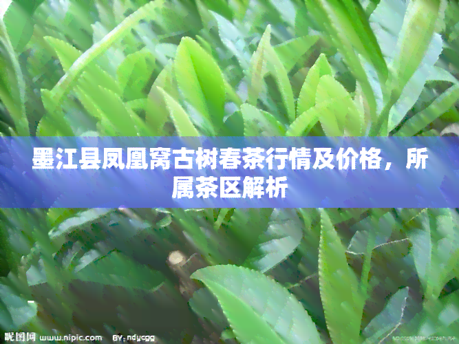 墨江县凤凰窝古树春茶行情及价格，所属茶区解析