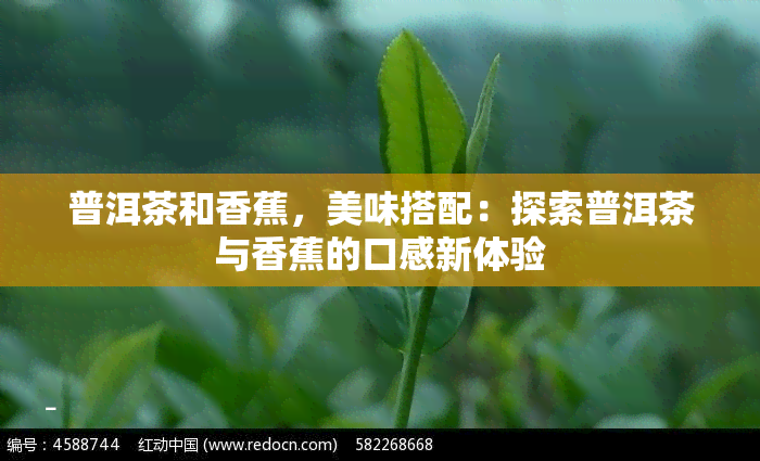 普洱茶和香蕉，美味搭配：探索普洱茶与香蕉的口感新体验