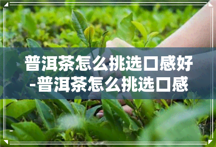 普洱茶怎么挑选口感好-普洱茶怎么挑选口感好的