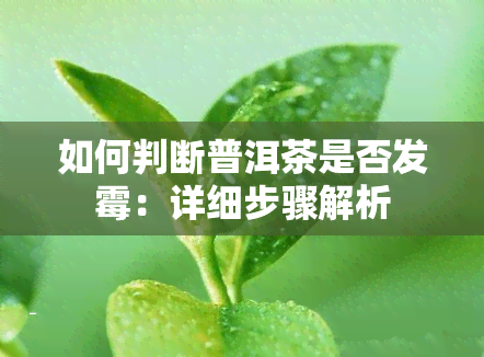 如何判断普洱茶是否发霉：详细步骤解析