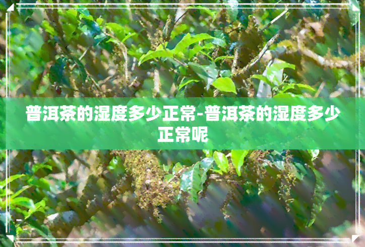 普洱茶的湿度多少正常-普洱茶的湿度多少正常呢