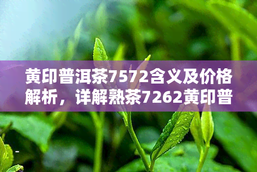 黄印普洱茶7572含义及价格解析，详解熟茶7262黄印普洱特性