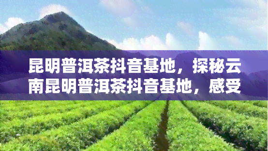 昆明普洱茶抖音基地，探秘云南昆明普洱茶抖音基地，感受茶叶与短视频的完美结合！