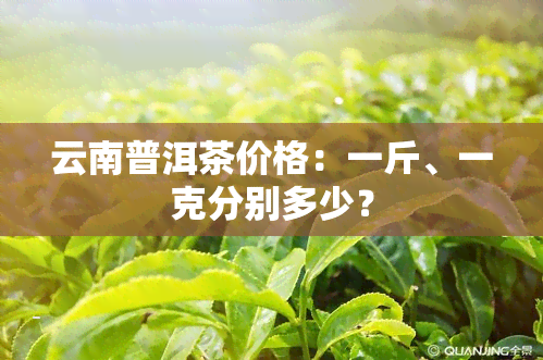 云南普洱茶价格：一斤、一克分别多少？