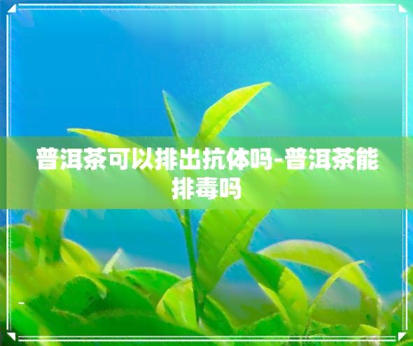 普洱茶可以排出抗体吗-普洱茶能排吗