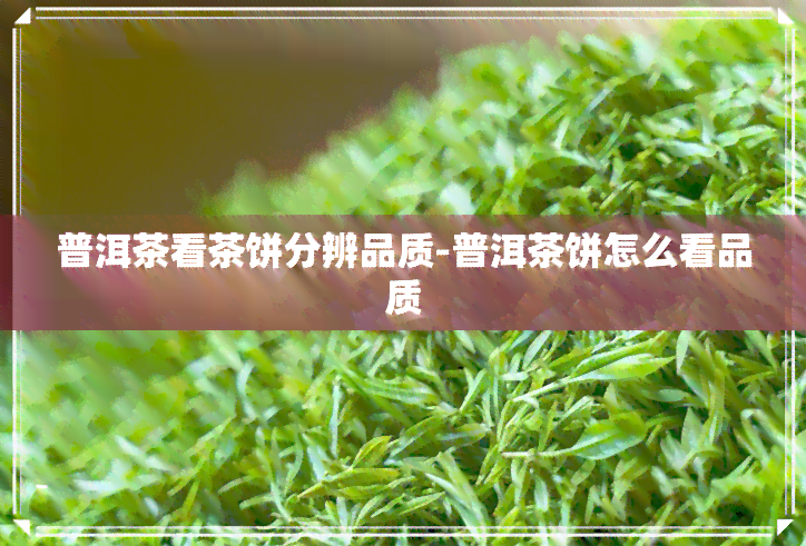 普洱茶看茶饼分辨品质-普洱茶饼怎么看品质