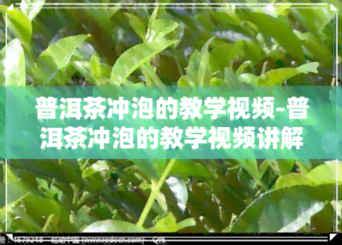 普洱茶冲泡的教学视频-普洱茶冲泡的教学视频讲解