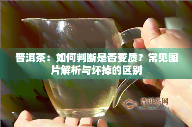 普洱茶：如何判断是否变质？常见图片解析与坏掉的区别