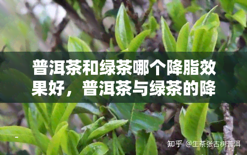 普洱茶和绿茶哪个降脂效果好，普洱茶与绿茶的降脂效果比较：谁更胜一筹？