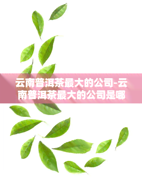 云南普洱茶更大的公司-云南普洱茶更大的公司是哪家