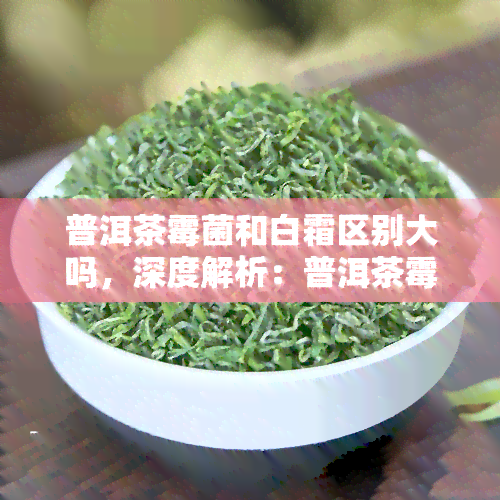 普洱茶霉菌和白霜区别大吗，深度解析：普洱茶霉菌与白霜有何区别？