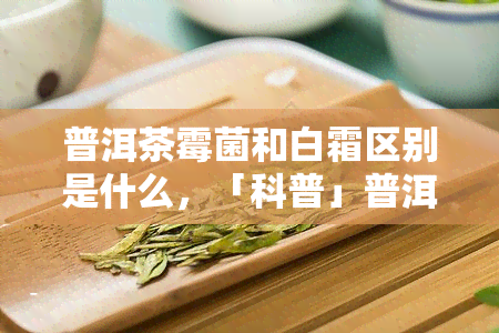 普洱茶霉菌和白霜区别是什么，「科普」普洱茶的霉菌与白霜有何不同？