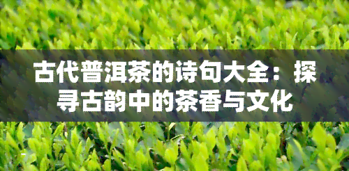 古代普洱茶的诗句大全：探寻古韵中的茶香与文化