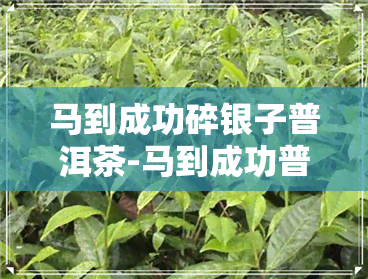 马到成功碎银子普洱茶-马到成功普洱茶价格