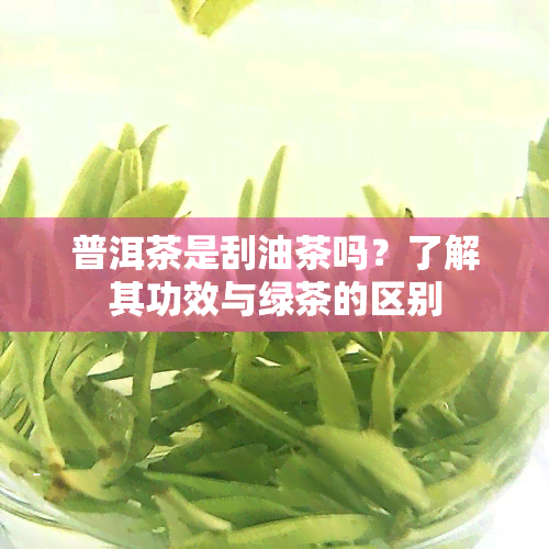 普洱茶是刮油茶吗？了解其功效与绿茶的区别