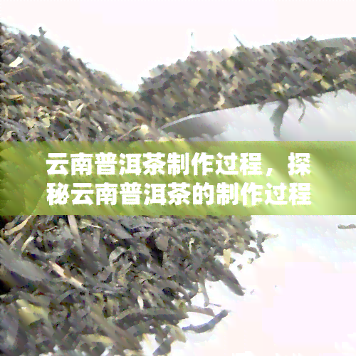 云南普洱茶制作过程，探秘云南普洱茶的制作过程：从采摘到熟化