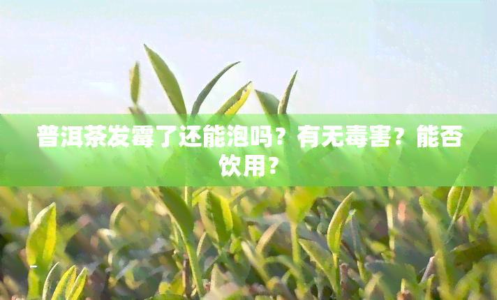 普洱茶发霉了还能泡吗？有无害？能否饮用？