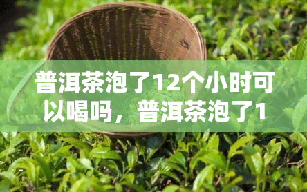 普洱茶泡了12个小时可以喝吗，普洱茶泡了12小时还能喝吗？专家为你解答