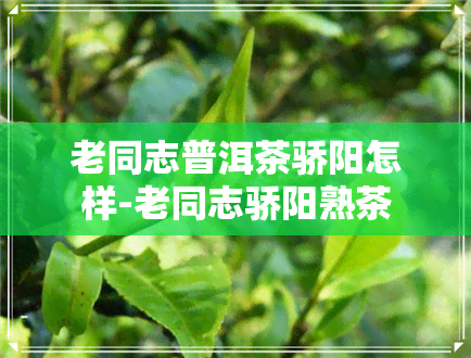 老同志普洱茶骄阳怎样-老同志骄阳熟茶