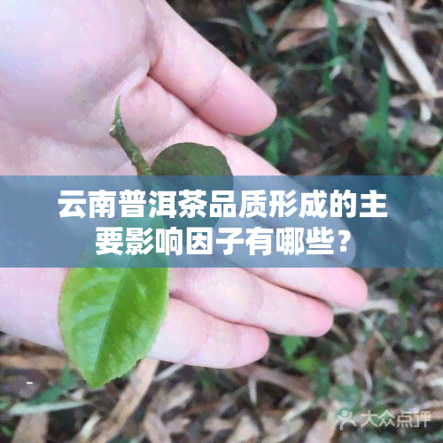 云南普洱茶品质形成的主要影响因子有哪些？