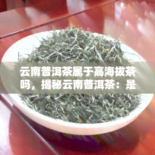 云南普洱茶属于高海拔茶吗，揭秘云南普洱茶：是否属于高海拔茶？