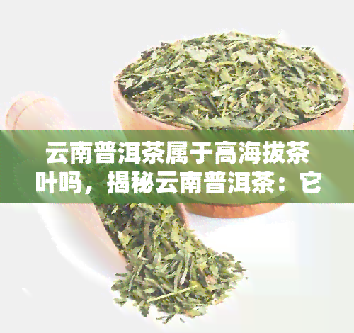 云南普洱茶属于高海拔茶叶吗，揭秘云南普洱茶：它是否属于高海拔茶叶？