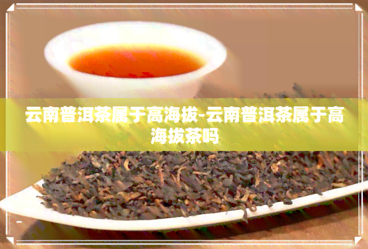 云南普洱茶属于高海拔-云南普洱茶属于高海拔茶吗