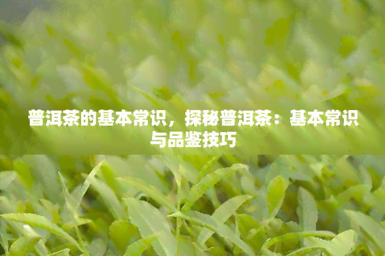 普洱茶的基本常识，探秘普洱茶：基本常识与品鉴技巧