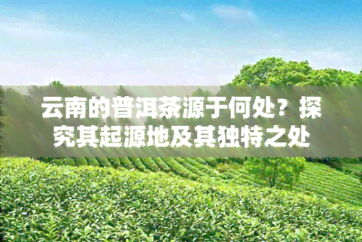 云南的普洱茶源于何处？探究其起源地及其独特之处