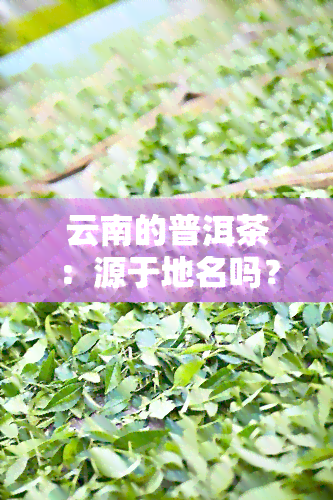 云南的普洱茶：源于地名吗？