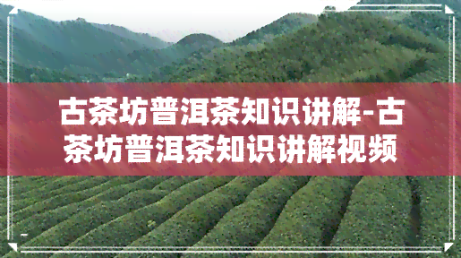 古茶坊普洱茶知识讲解-古茶坊普洱茶知识讲解视频