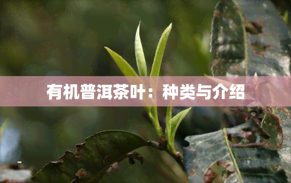 有机普洱茶叶：种类与介绍