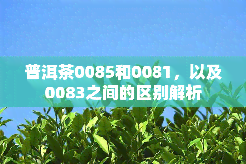 普洱茶0085和0081，以及0083之间的区别解析