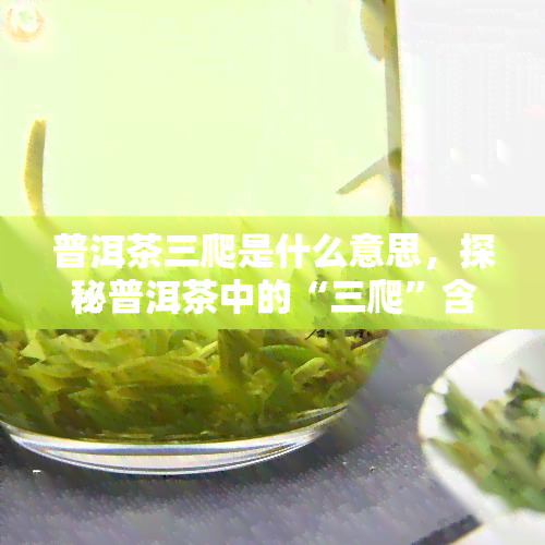 普洱茶三爬是什么意思，探秘普洱茶中的“三爬”含义，你了解多少？