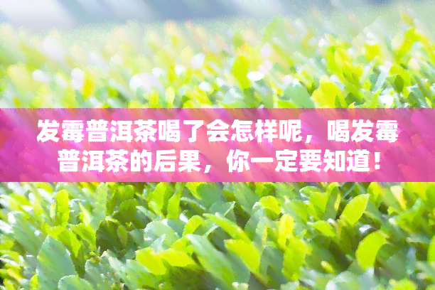 发霉普洱茶喝了会怎样呢，喝发霉普洱茶的后果，你一定要知道！