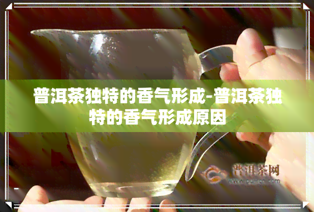 普洱茶独特的香气形成-普洱茶独特的香气形成原因