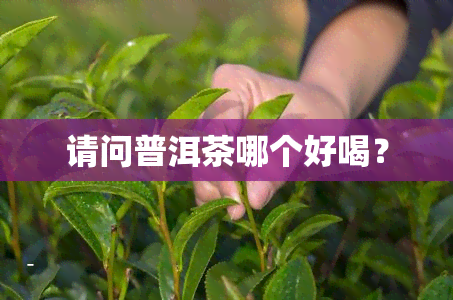 请问普洱茶哪个好喝？